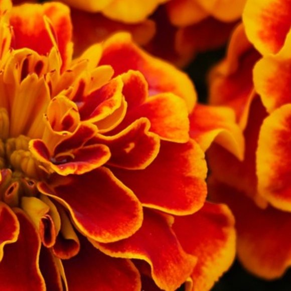 Meet your Posher, Autumn - Picture 1 of 1